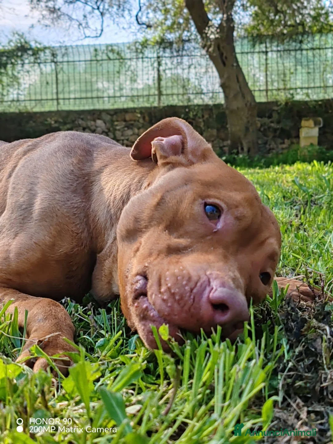Pitbull cani in regalo: Shakira dolcissima pitbull - Annuncio 2