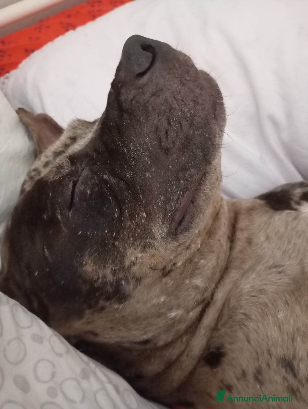 Pitbull cani per accoppiamento: Pitbull merle di di 2 anni per monta  - Annuncio 2