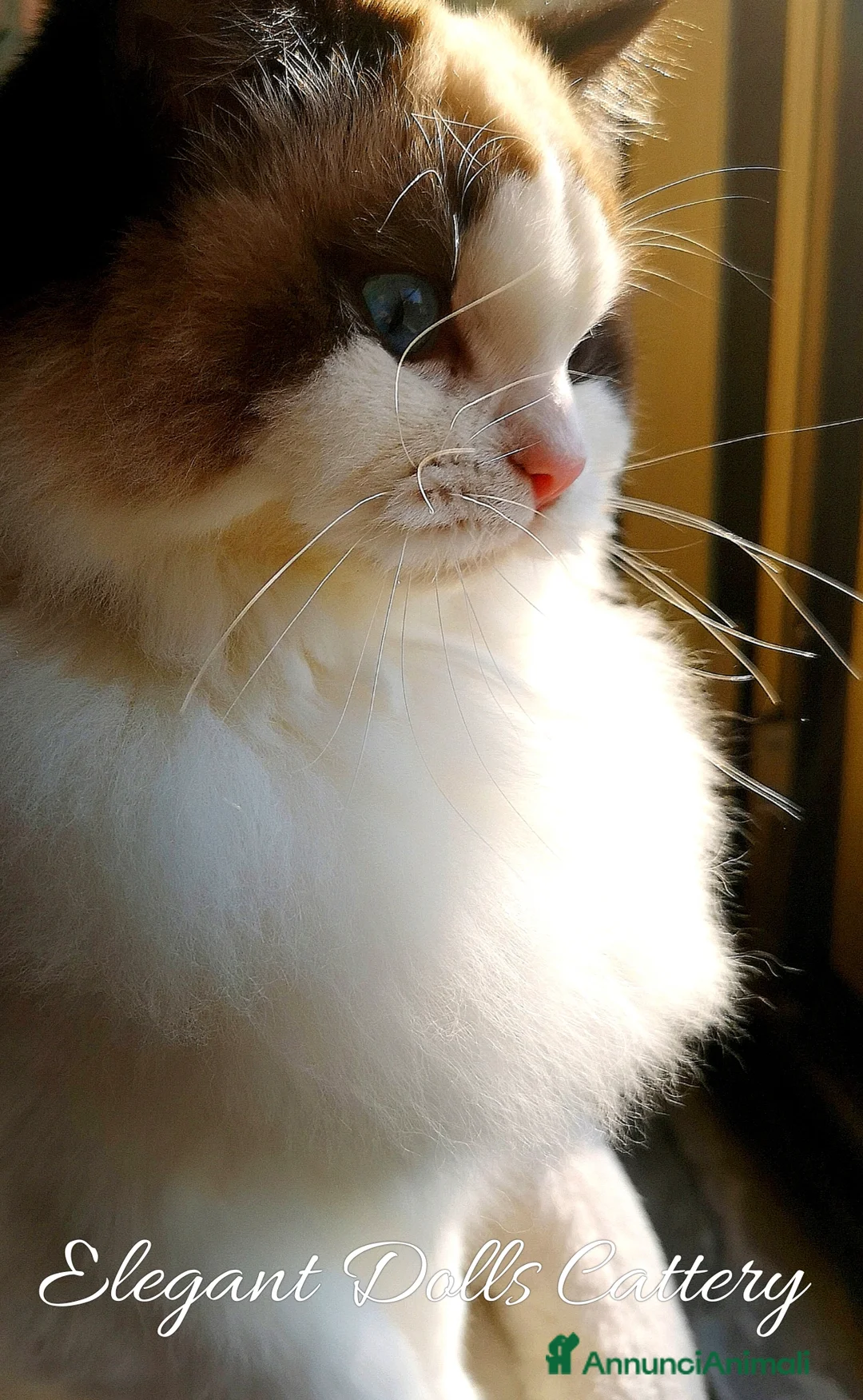 Ragdoll gatti in vendita: Ragdoll disponibile - maschio Seal bicolor - Annuncio 5