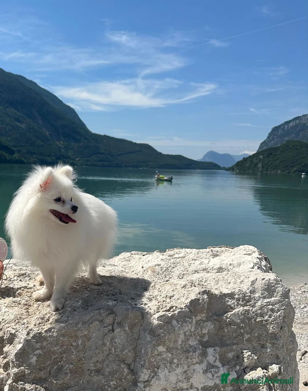 Spitz cani in vendita: Cucciolo di spitz di Pomerania  - Annuncio 5