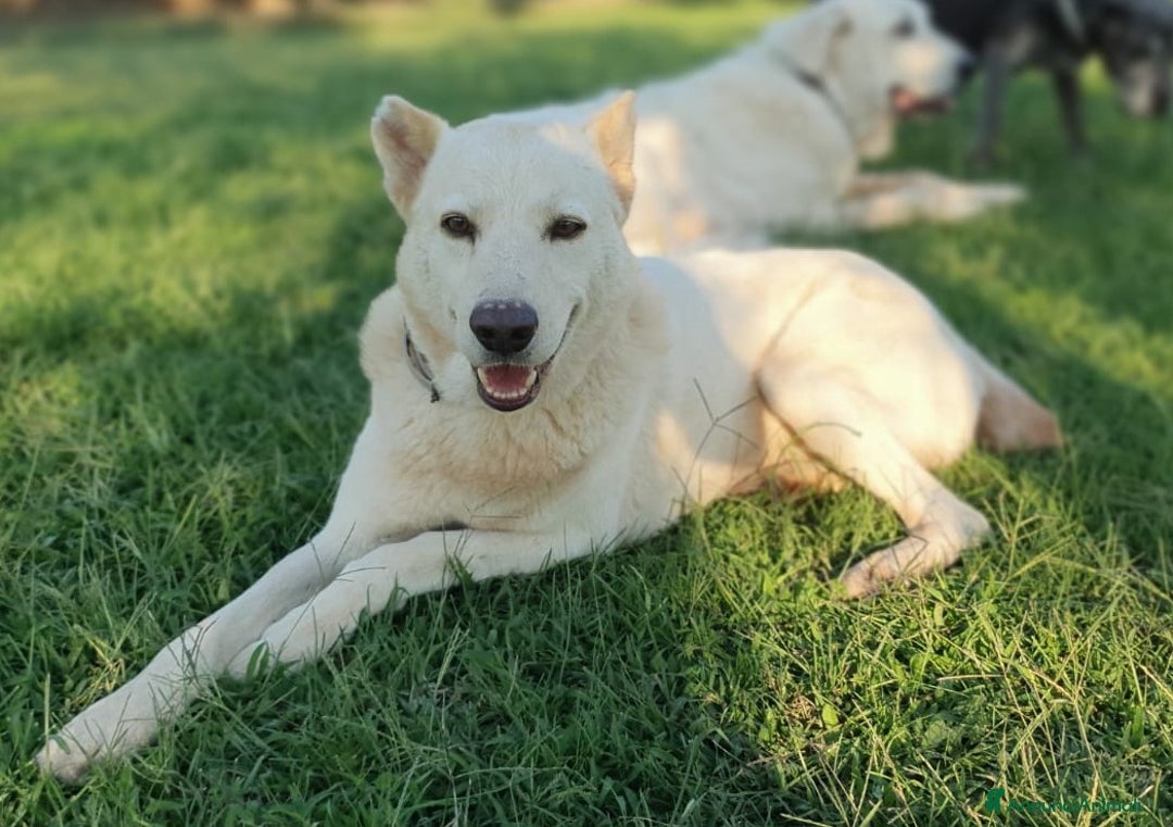 Meticcio cani in regalo: Baldo,un cuore grande per lui ci sara mai? a Pomezia - Annuncio 8