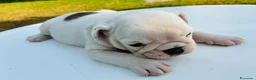 Bulldog cani in vendita: Cuccioli Bulldog Inglese - Annuncio 25