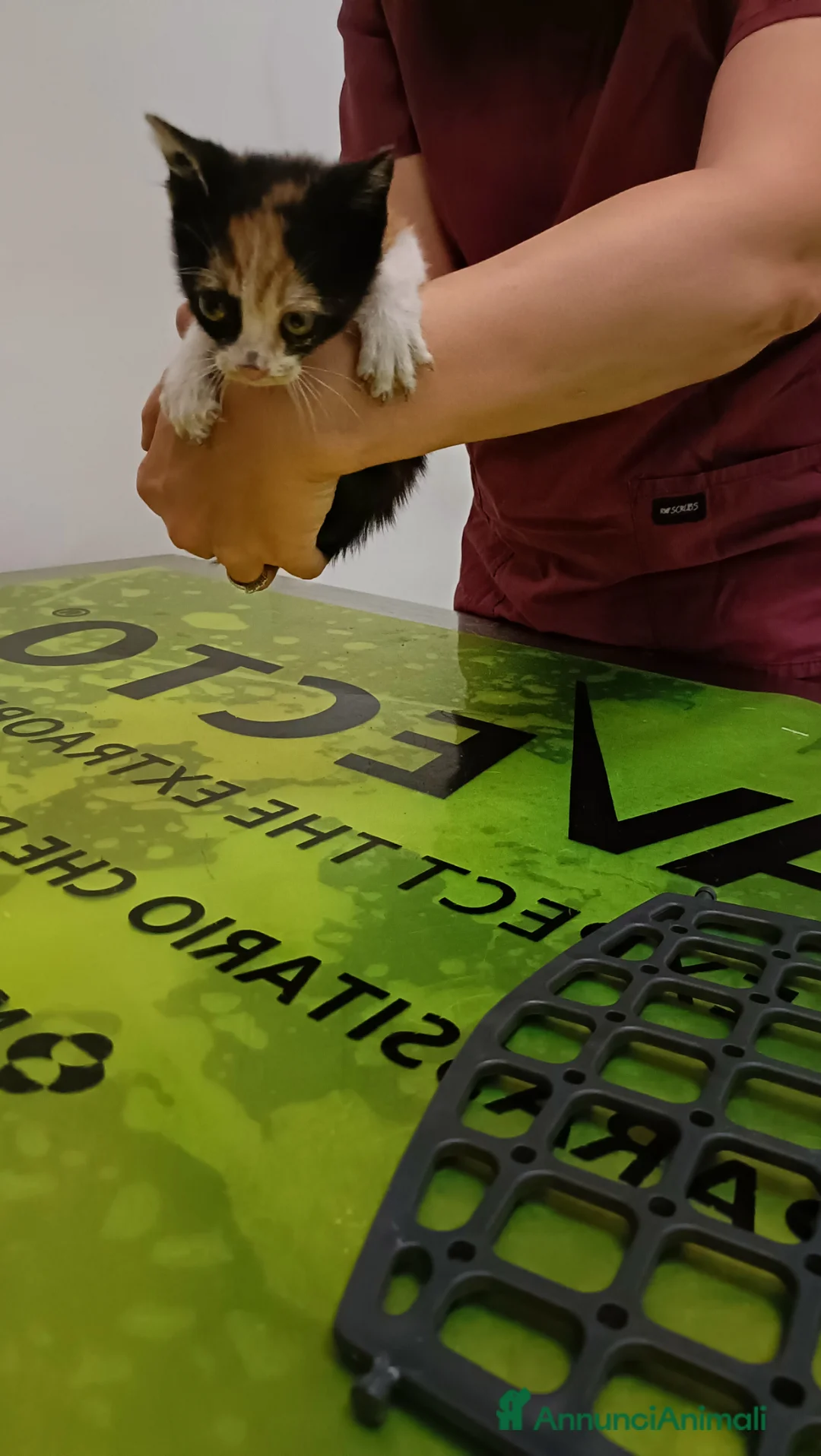 Meticcio gatti in regalo: Yaris  a Provincia di Monza e della Brianza - Annuncio 6