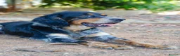 Meticcio cani in regalo: 𝗙𝗥𝗘𝗬𝗔, simil setter a Provincia di Lecce - Annuncio 7