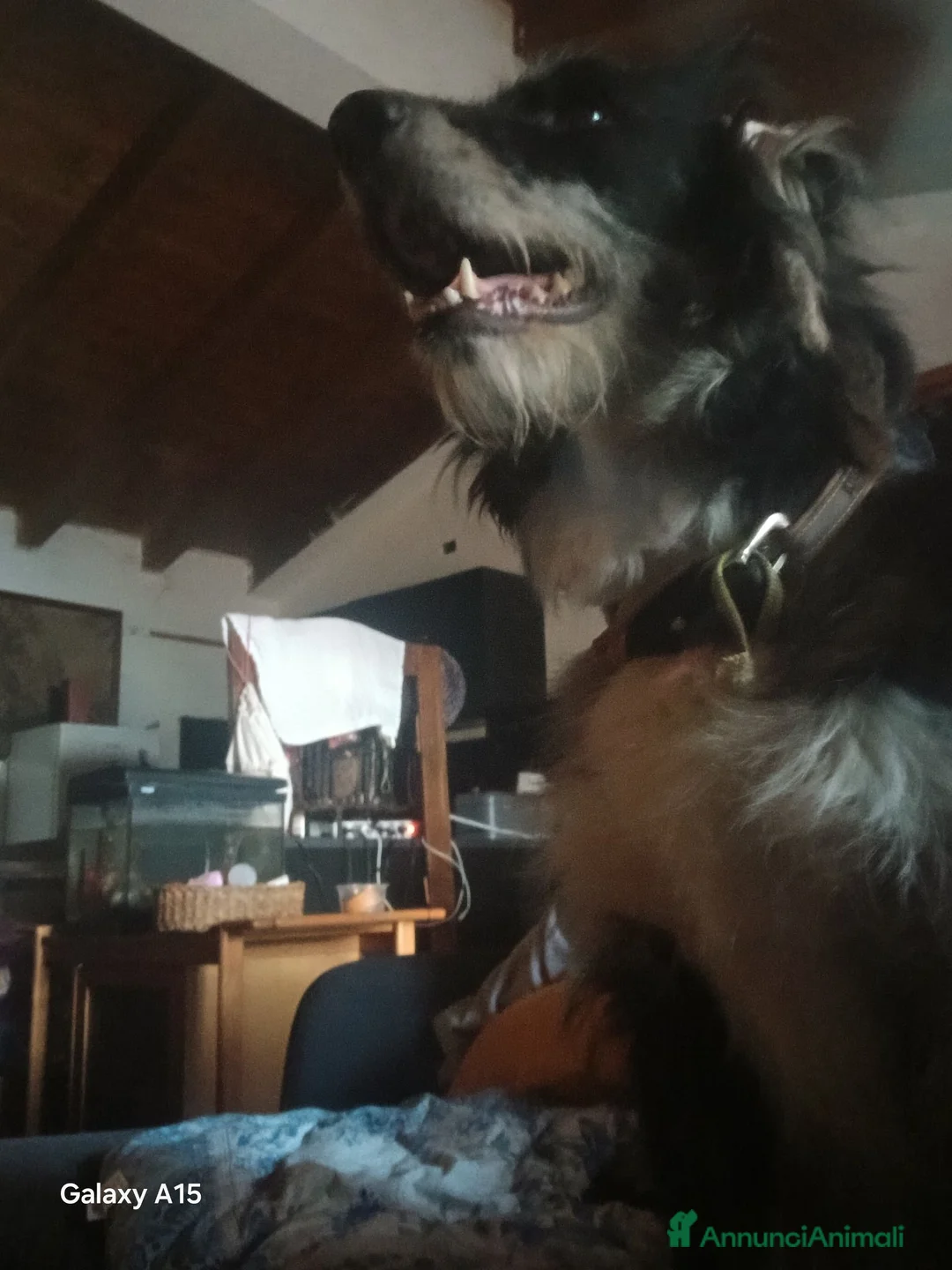 Meticcio cani in vendita: cuccioli pastore della lessinia - Annuncio 21