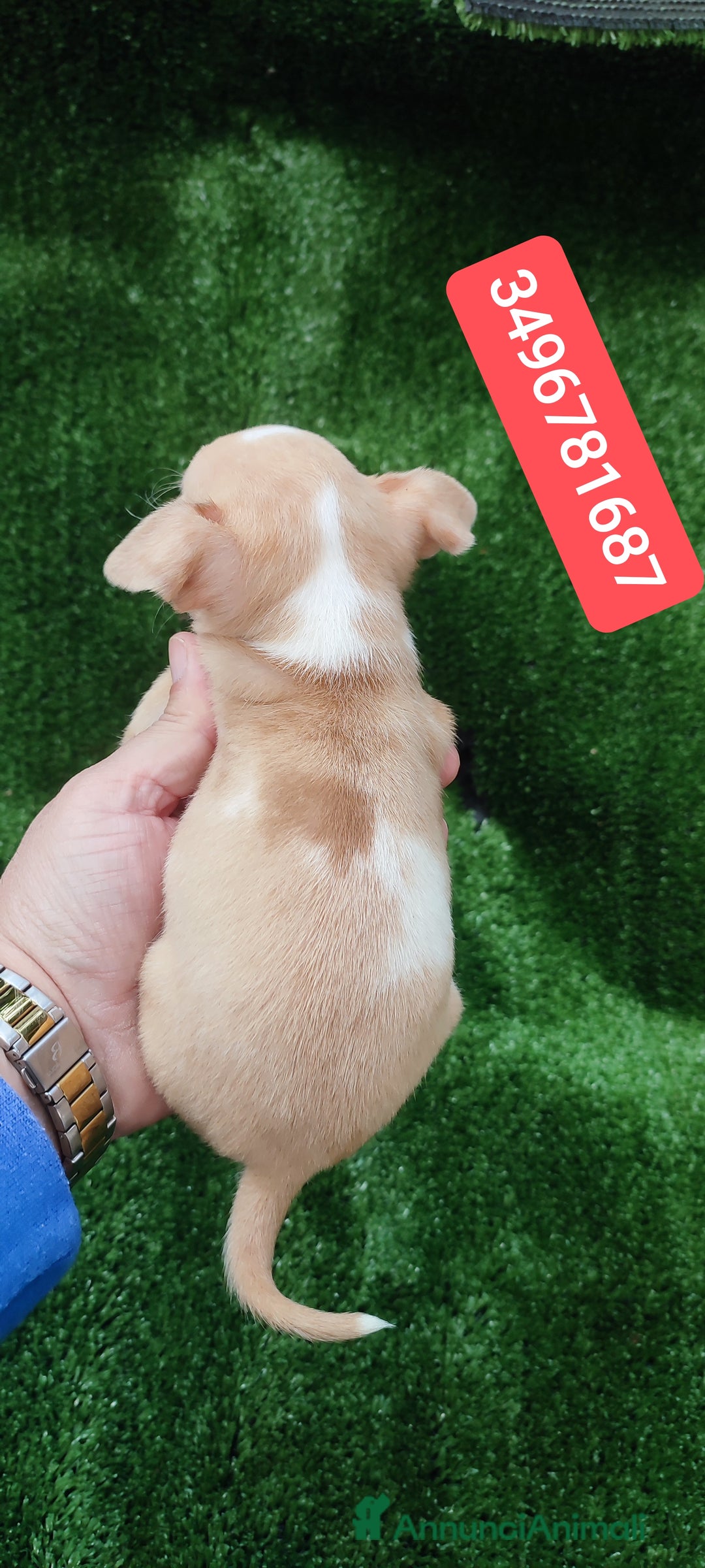 Chihuahua cani in vendita: CHIHUAHUA ultimo coccolino  - Annuncio 2