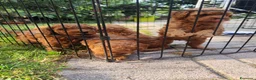 Barboncino cani in vendita: Barboncino pedigree enci - Annuncio 1
