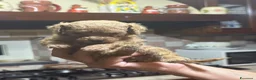 Barboncino Toy cani in vendita: barboncini toy red/albicocca a Provincia di Salerno - Annuncio 17