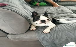 Boston Terrier cani per accoppiamento: Boston terrier maschio per accoppiamento a Provincia di Biella - Immagine 3
