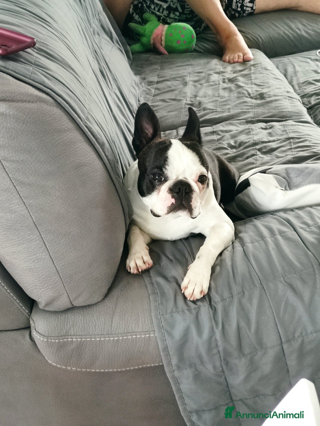 Boston Terrier cani per accoppiamento: Boston terrier maschio per accoppiamento a Provincia di Biella - Immagine 3