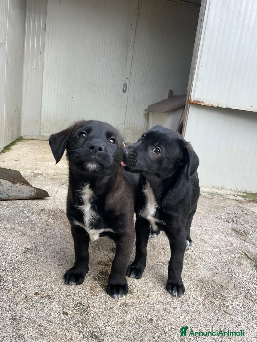 Meticcio cani in regalo: SPLENDIDO CUCCIOLO SIMIL LABRADOR NERO  - Annuncio 5