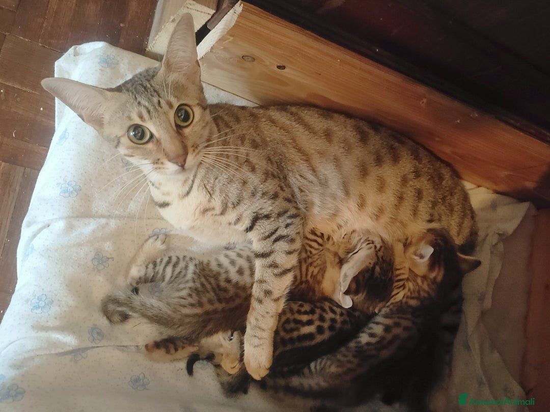 Savannah gatti in vendita: Gatto di razza Savannah  - Annuncio 3