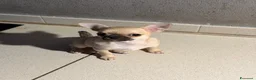 Chihuahua cani in vendita: Cucciola Chihuahua TOP Pedigree  - Annuncio 1