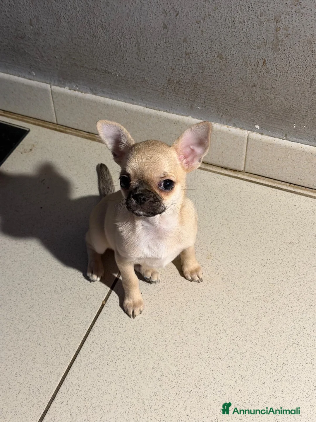 Chihuahua cani in vendita: Cucciola Chihuahua TOP Pedigree  - Annuncio 1