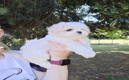 Maltese cani in vendita: Cuccioli di Maltese  a Provincia di Padova - Immagine 9
