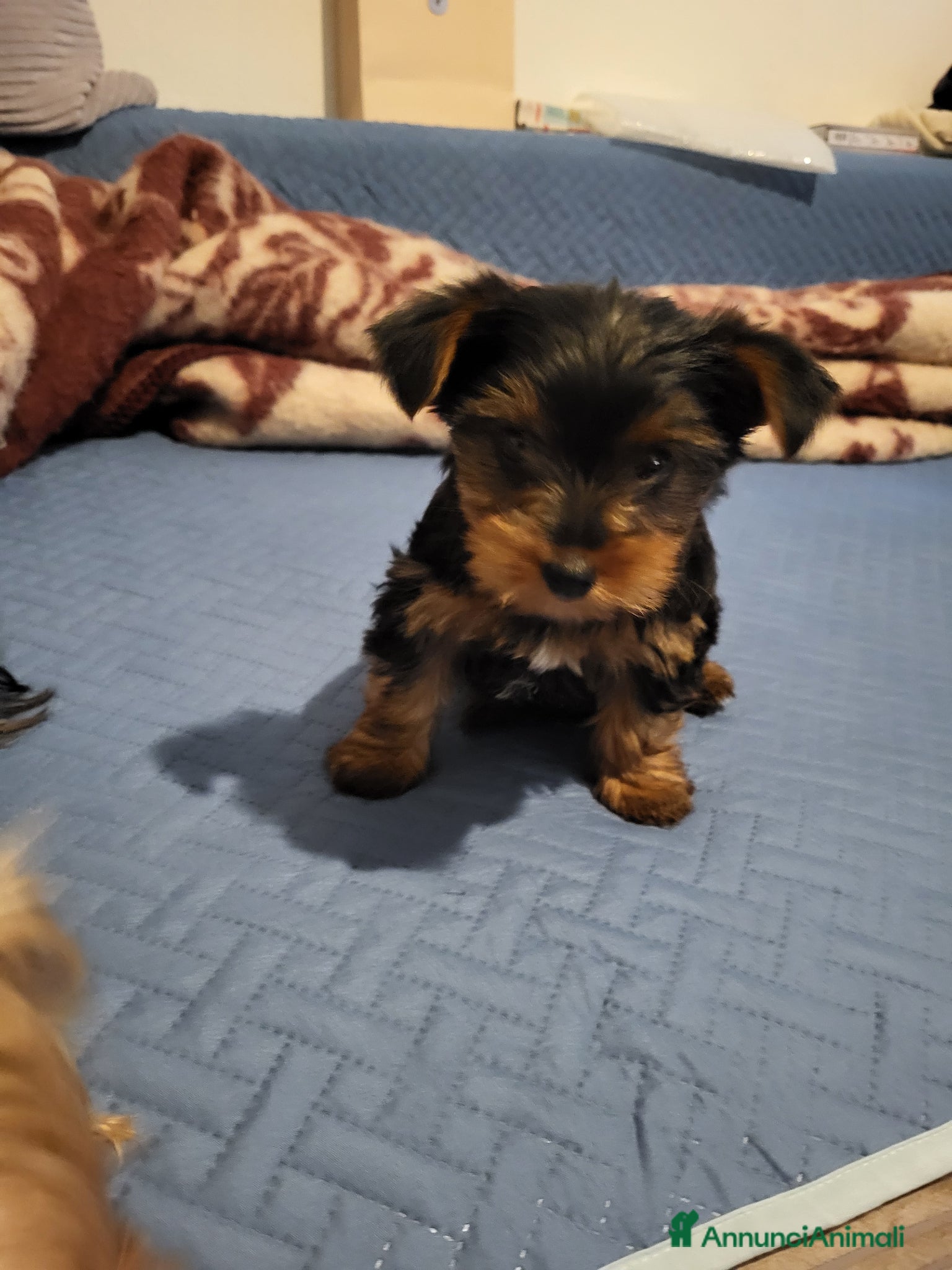 Yorkshire cani Yorkshire terrier cucciolo  - Annuncio 6