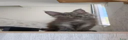 Maine Coon gatti in vendita: Maine Coon Blue Smoke femmina  - Annuncio 12