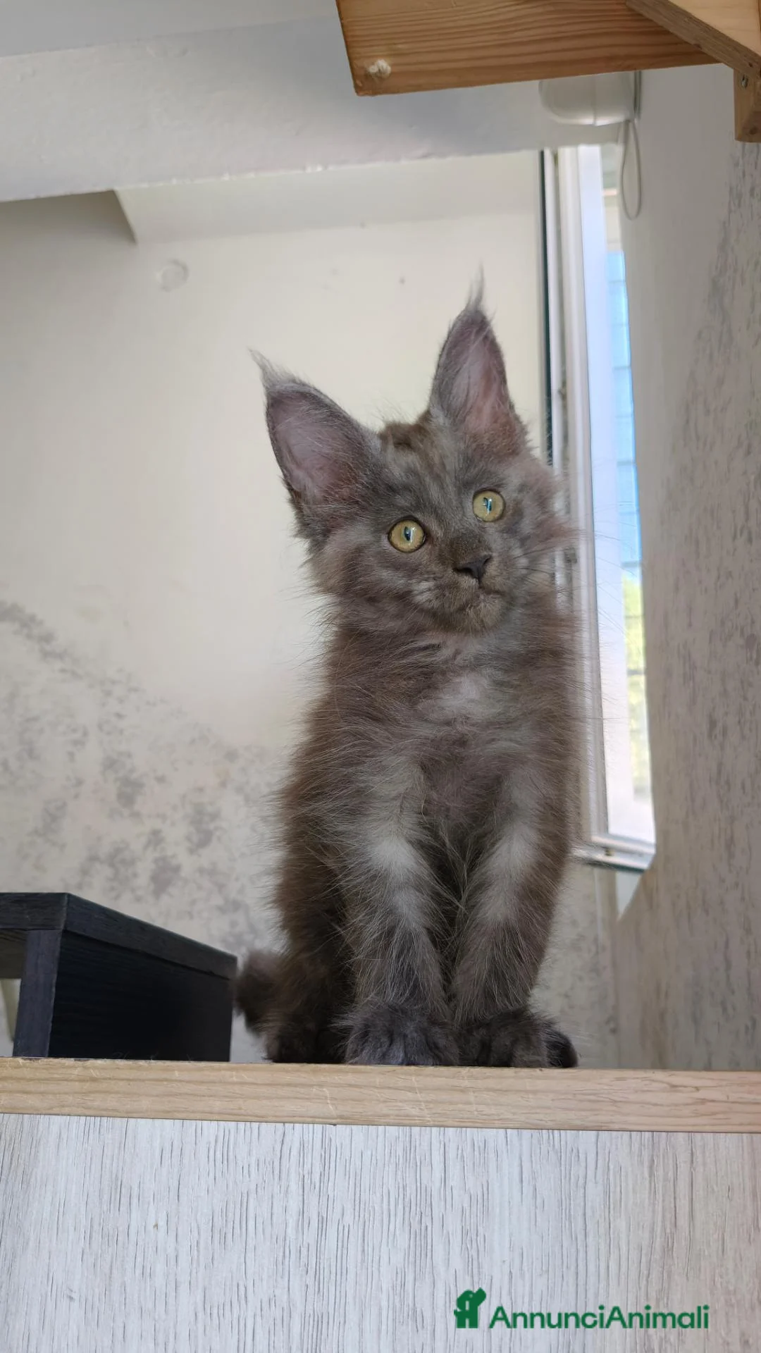 Maine Coon gatti in vendita: Maine Coon Blue Smoke femmina  - Annuncio 12