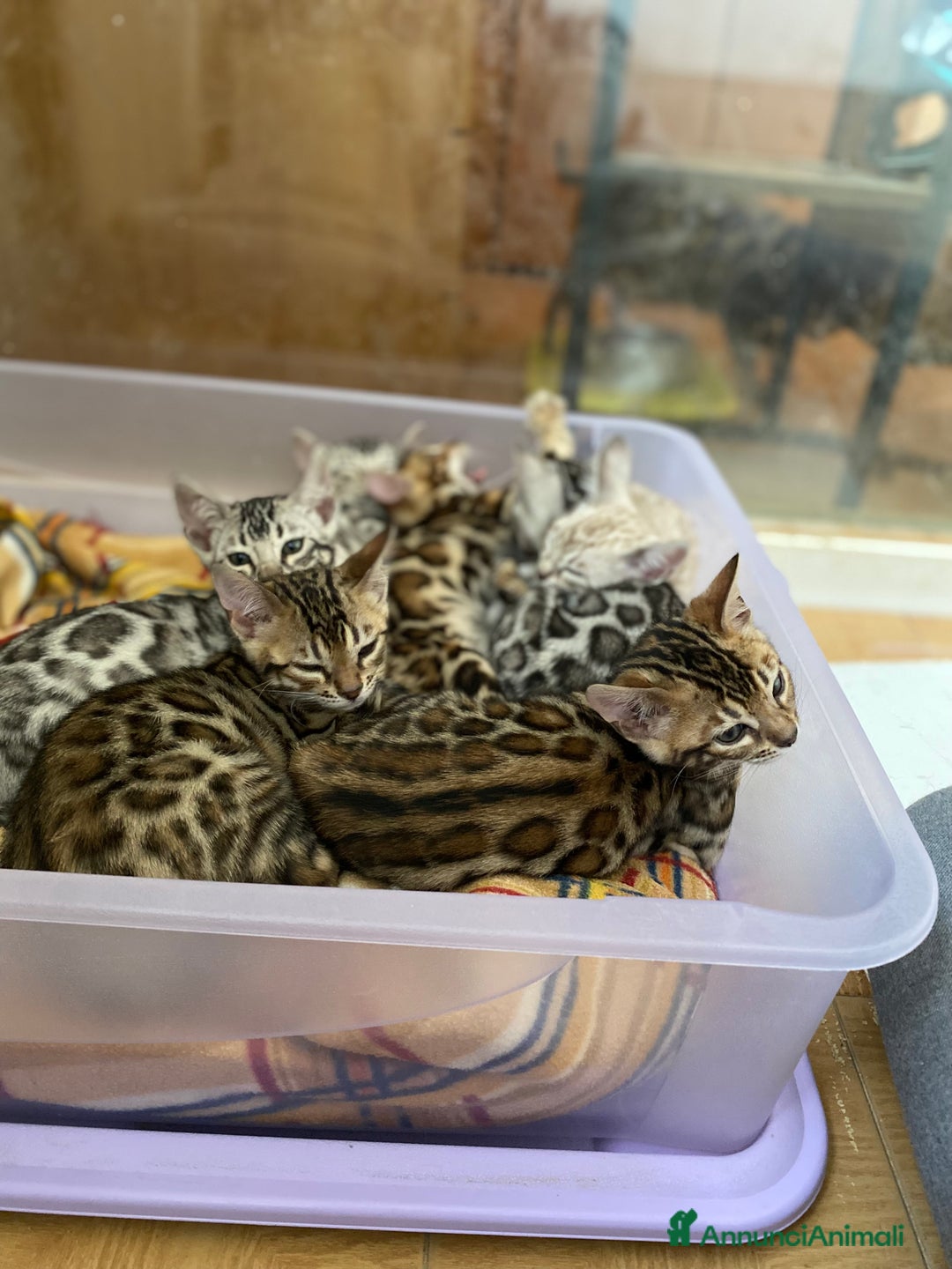 Bengala gatti in vendita: Maschio silver  a Provincia di Perugia - Immagine 5