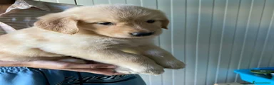 Golden Retriever Viola