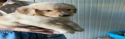 Golden Retriever cani in vendita: Cuccioli Golden retriver americano con pedigree a Provincia di Lecce - Annuncio 30