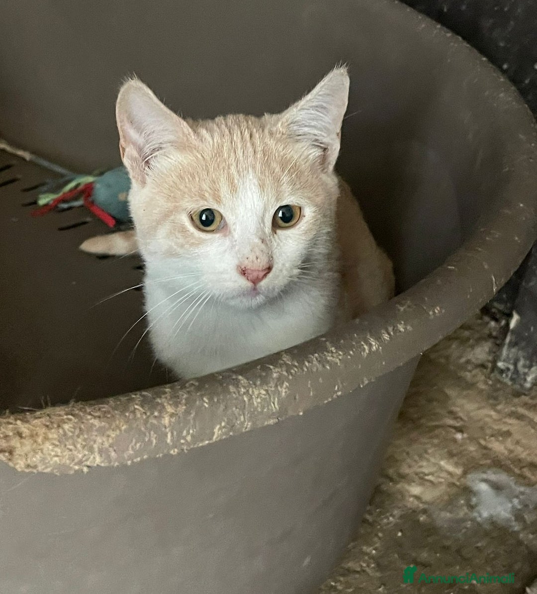 Meticcio gatti in regalo: POOH E PIMPI - Annuncio 8