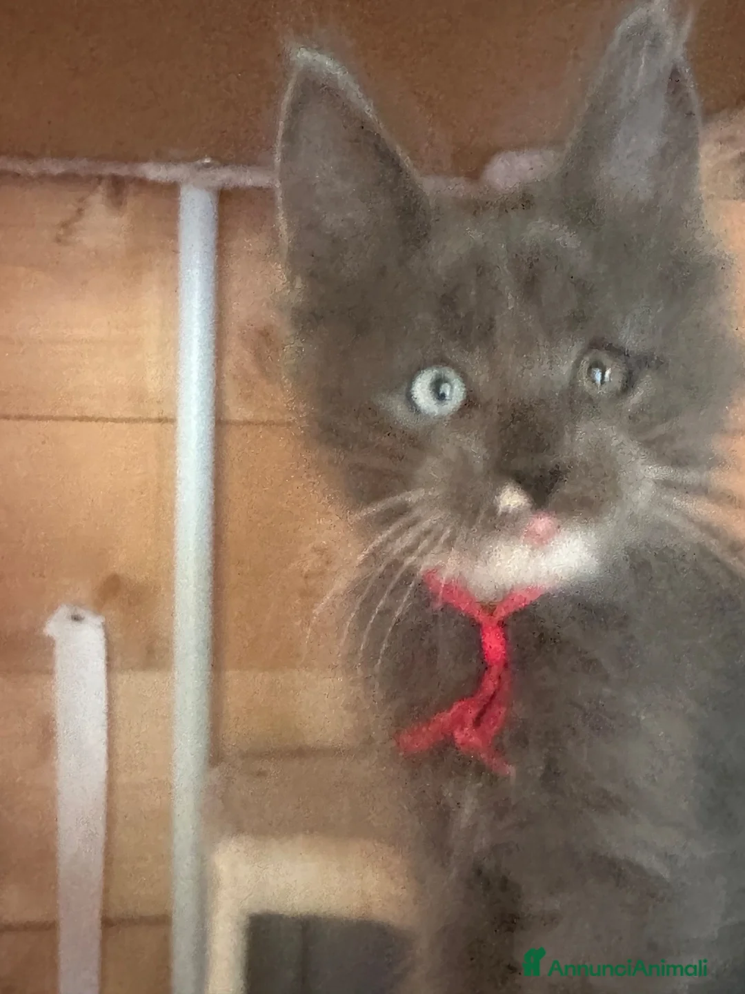 Maine Coon gatti in vendita: Maine coon Blue - Annuncio 1