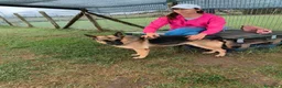 Pastore Tedesco cani in regalo: Sara Jane - Annuncio 8