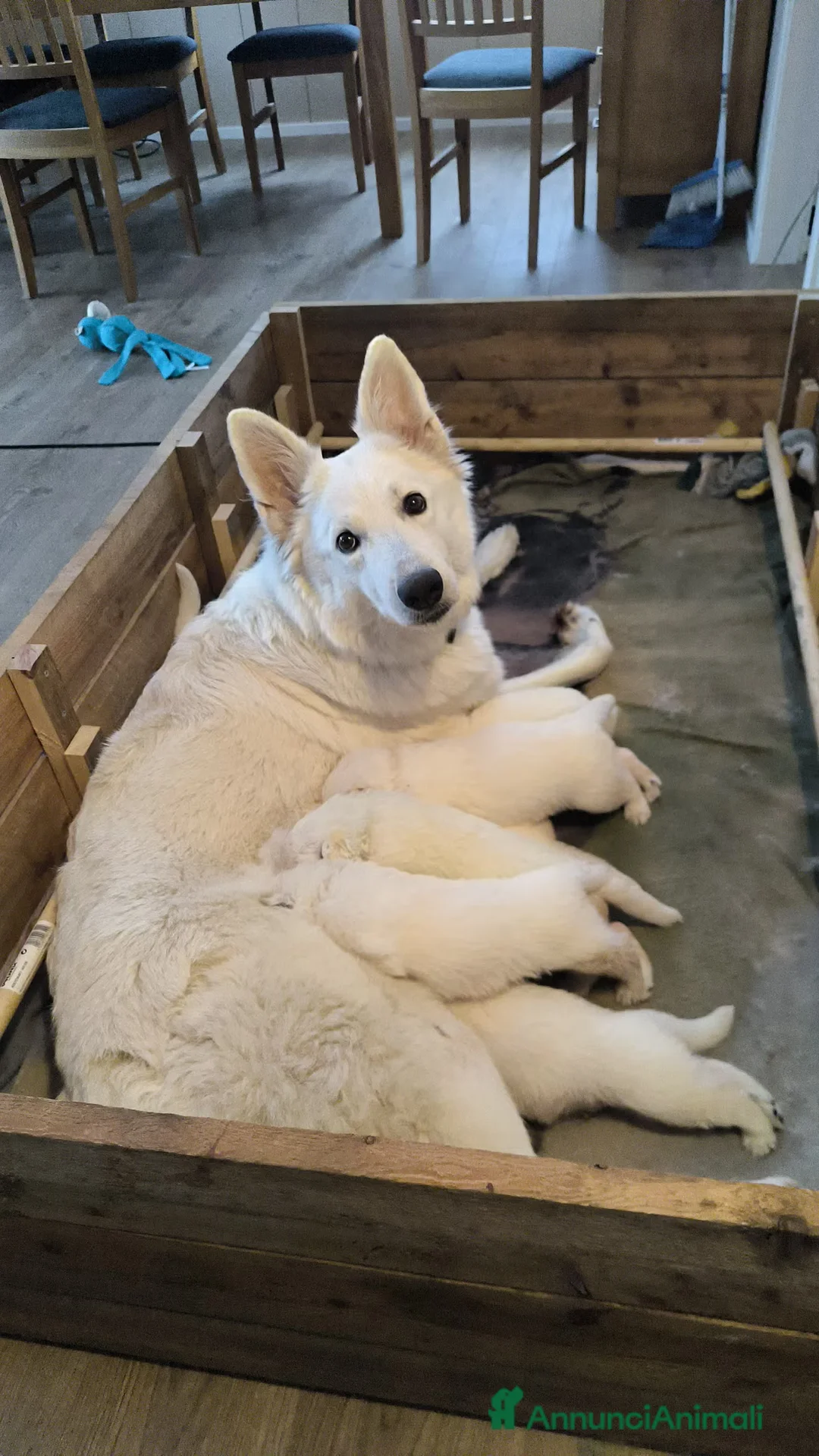 Pastore Bergamasco cani in regalo: Cuccioli di pastore bianco svizzero da dare - Annuncio 5