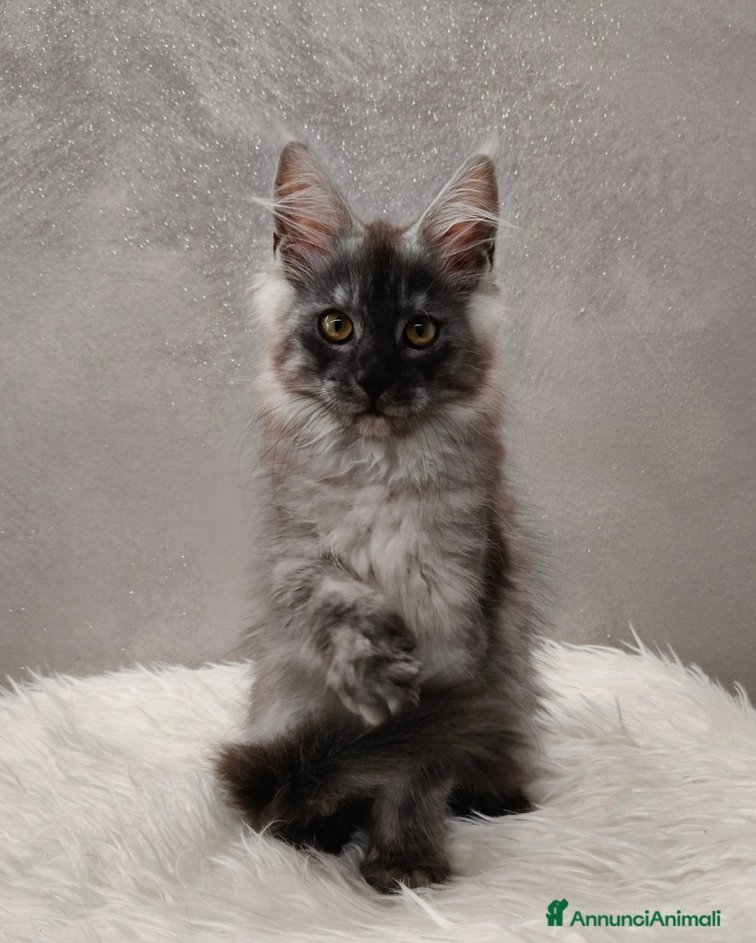 Maine Coon gatti in vendita: Cucciola Maine Coon Black Smoke  - Annuncio 1