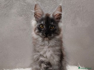 Maine Coon gatti Cucciola Maine Coon Black Smoke - Annuncio 3