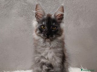 Maine Coon gatti Cucciola Maine Coon Black Smoke - Annuncio 28