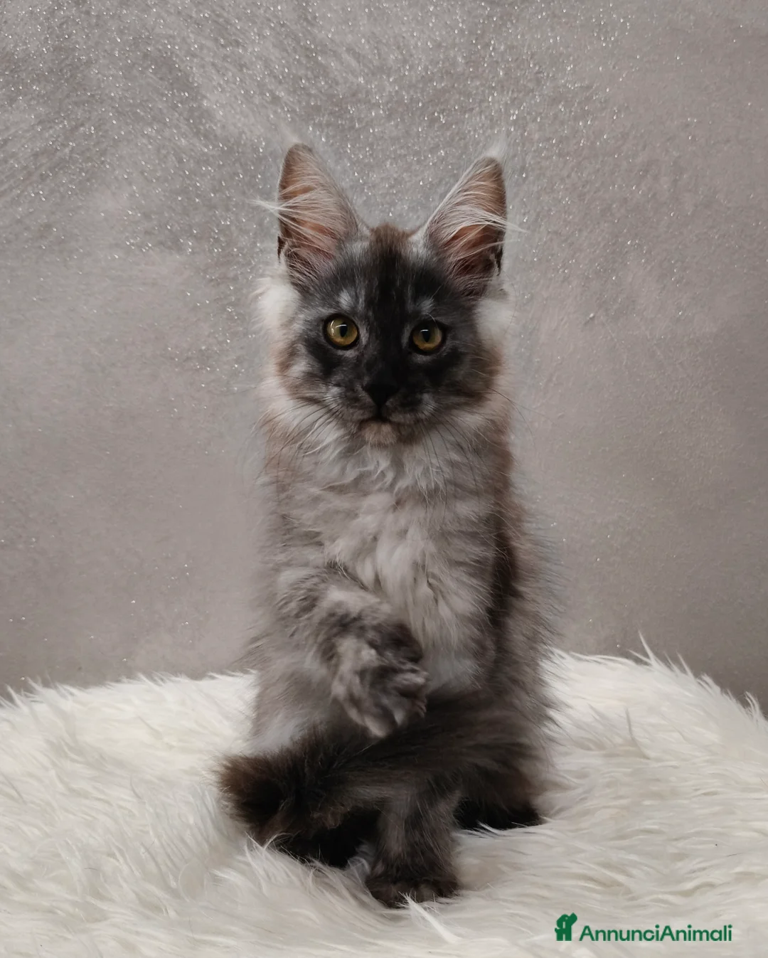 Maine Coon gatti in vendita: Cucciola Maine Coon Black Smoke  - Annuncio 1