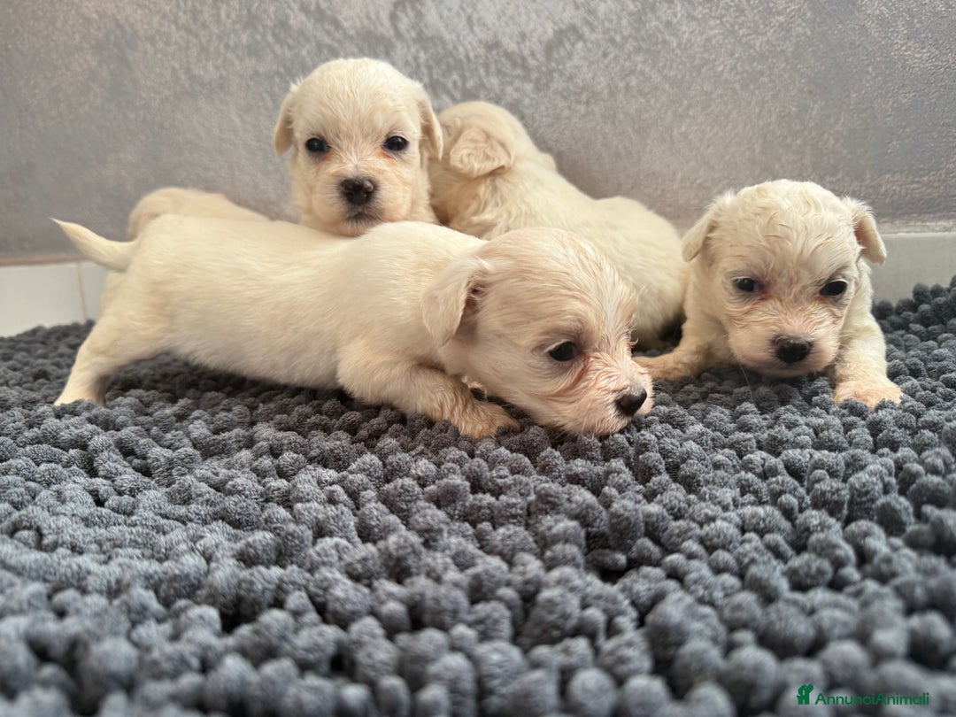 Maltese cani in vendita: Cuccioli di Maltese - Annuncio 5