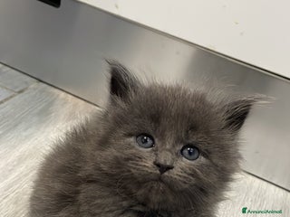 Maine Coon gatti Mainecoon - Annuncio 2