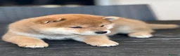 Shiba Inu cani in vendita: Cuccioli di Shiba Inu a Provincia di Frosinone - Annuncio 3
