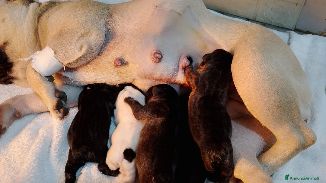 Bulldog Francese cani in vendita: Magnifici cuccioli bulldog francese  - Annuncio 1