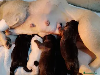 Bulldog Francese cani Magnifici cuccioli bulldog francese - Annuncio 1