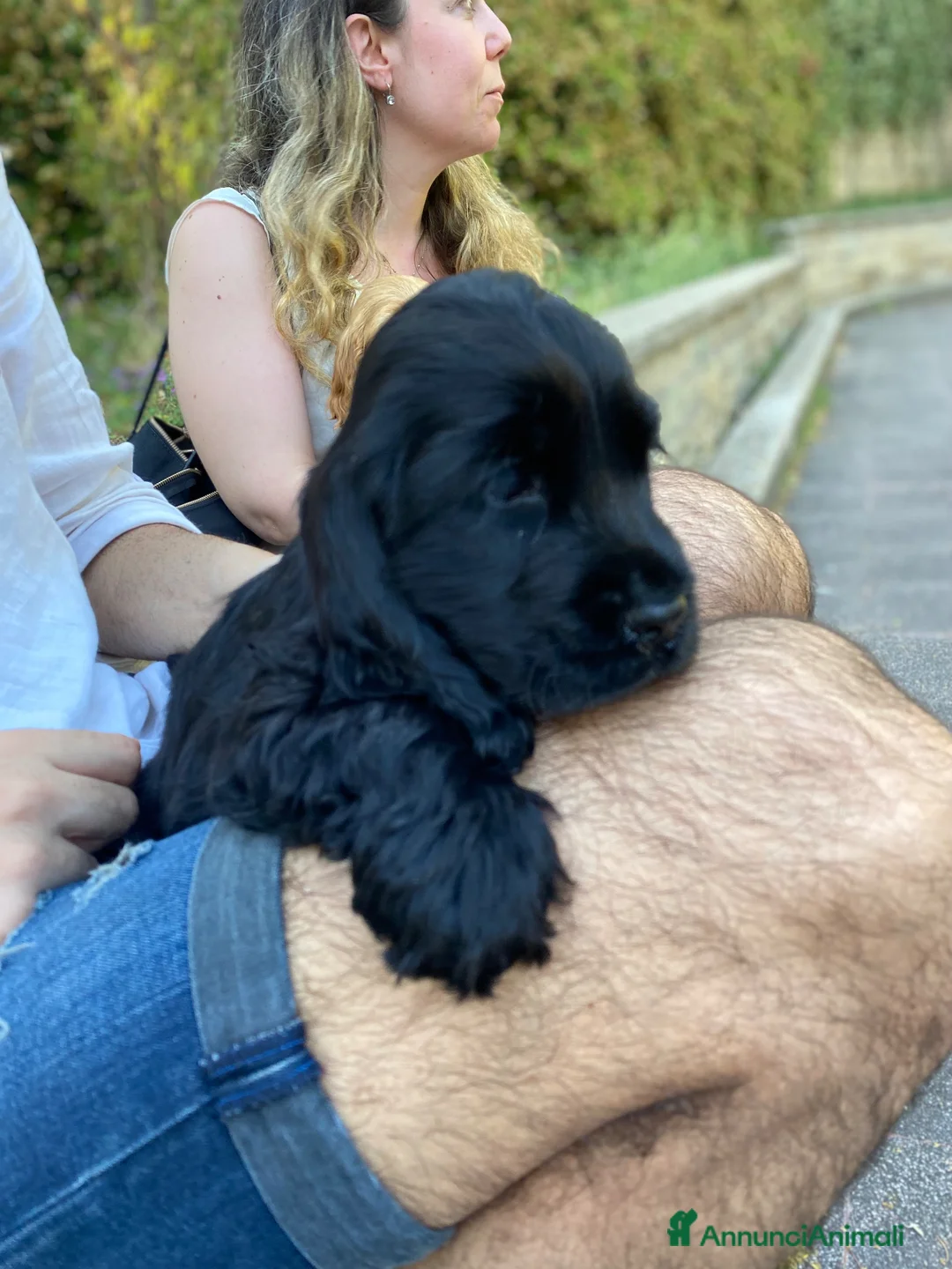 Cocker cani in vendita: Splendida cucciola cocker con pedigree enci  - Annuncio 9