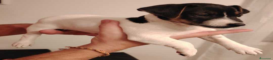 Jack Russell Cucciolo 6