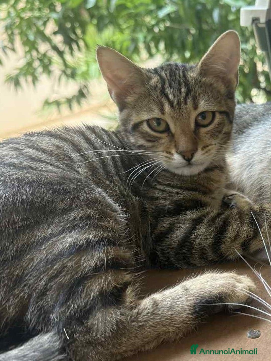 Europeo gatti in regalo: JIMMY, dolce micino in adozione! - Annuncio 5