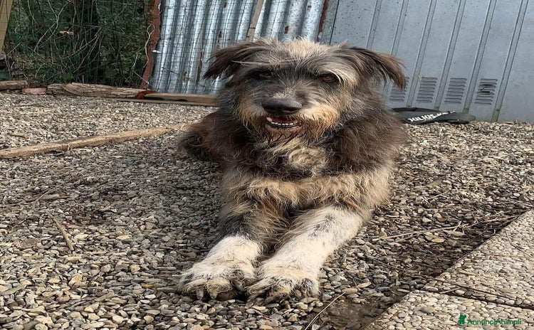 Meticcio cani a Provincia di Crotone - Annuncio 20