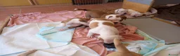 Bulldog cani in vendita: Cucciolo American bulldog  - Annuncio 3