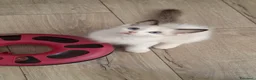 Ragdoll gatti in vendita: Ragdoll con Pedigree  - Annuncio 9