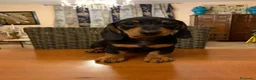 Bassotto cani in vendita: Cucciolo bassotto kaninchen/nano - Annuncio 7