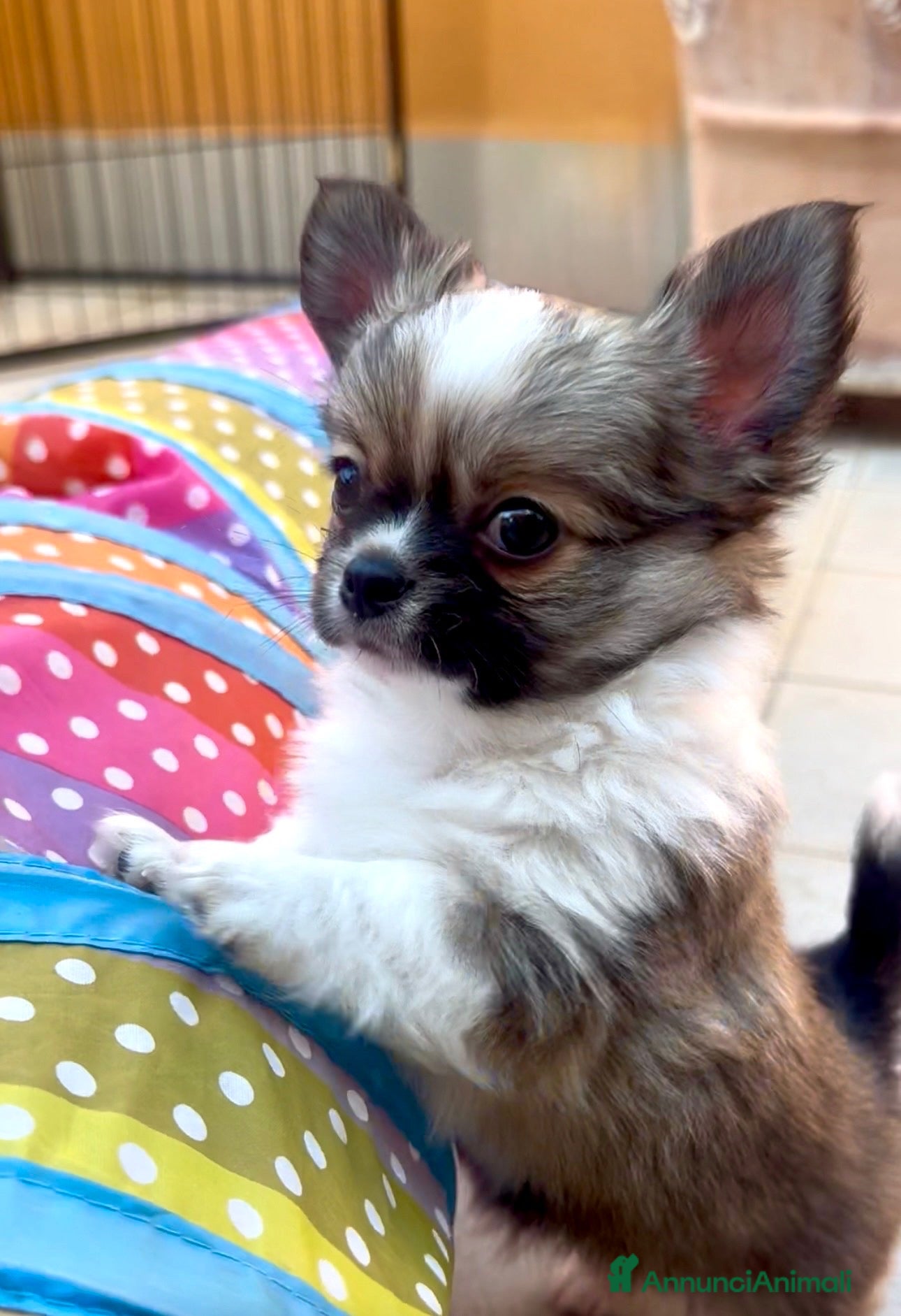 Chihuahua cani cuccioli maschi pelo lungo con pedigree ENCI/FCI - Annuncio 11