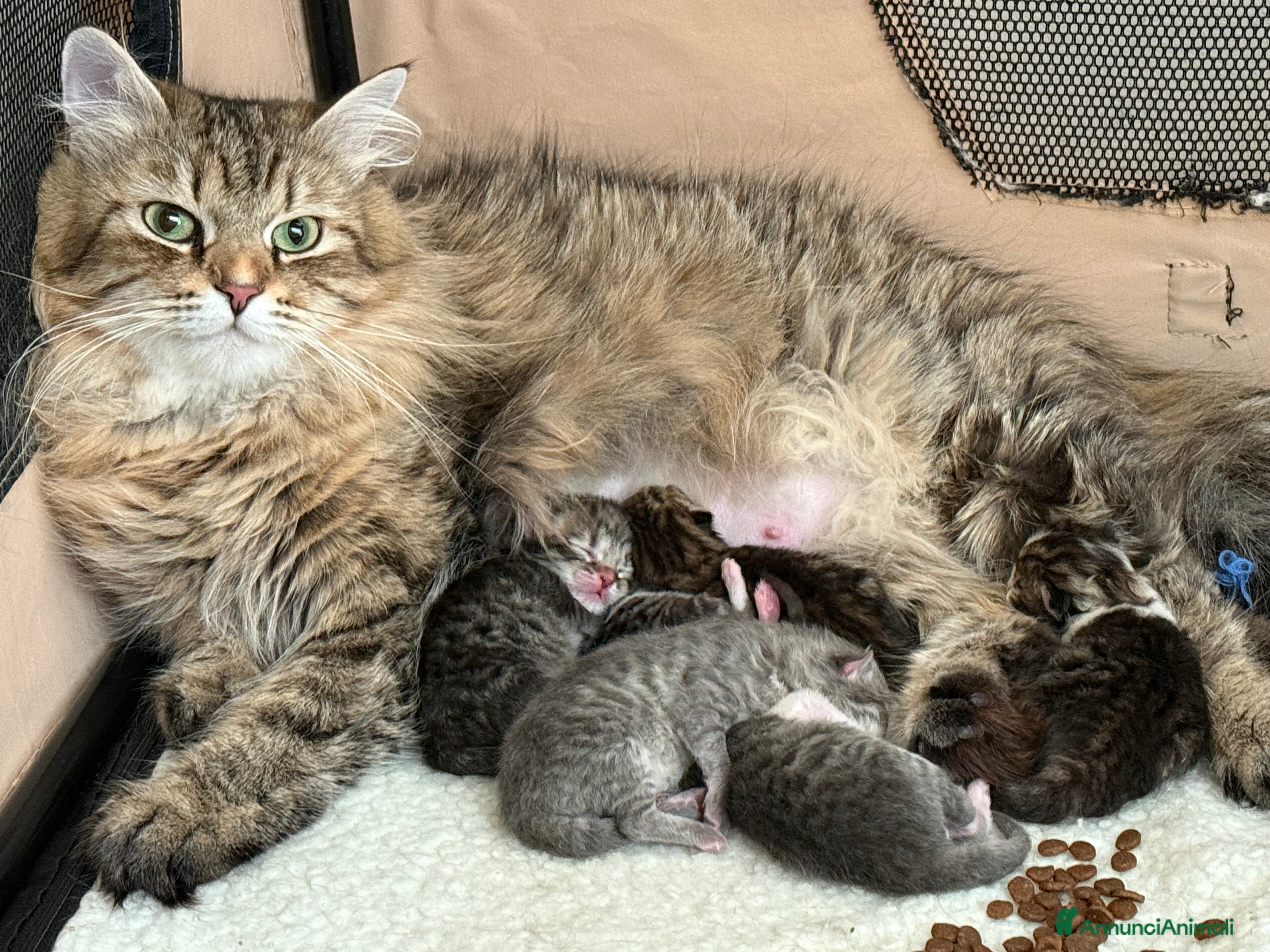 Siberiano gatti Gattini siberiani e Neva masquerade - Annuncio 1