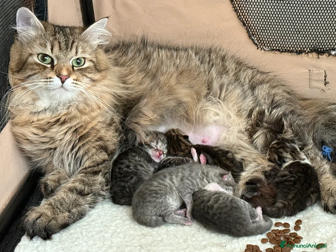 Siberiano gatti in vendita: Gattini siberiani e Neva masquerade - Annuncio 1