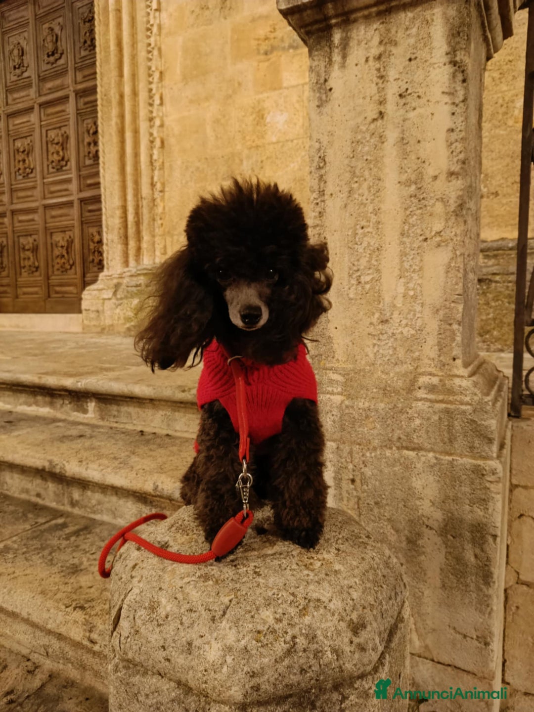 Barbone cani in vendita: Cucciola di barbone - Annuncio 7