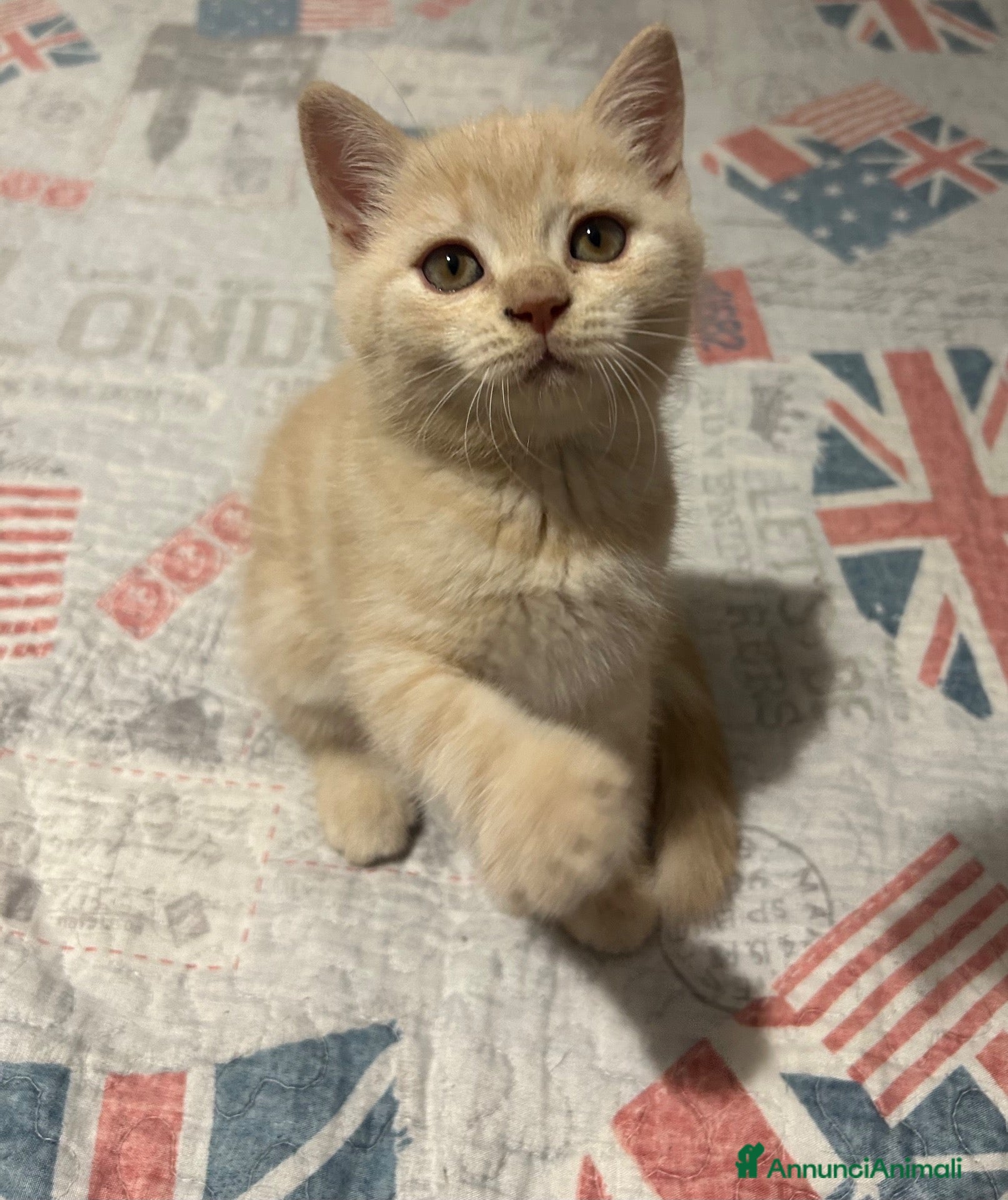 British gatti Gattino British Shorthair - Annuncio 2